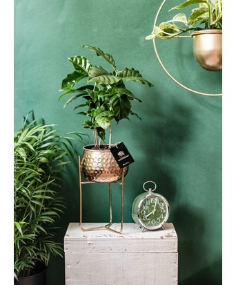Coffea Arabica- Kahve Bitkisi Ayaklı  Gold Saksıda